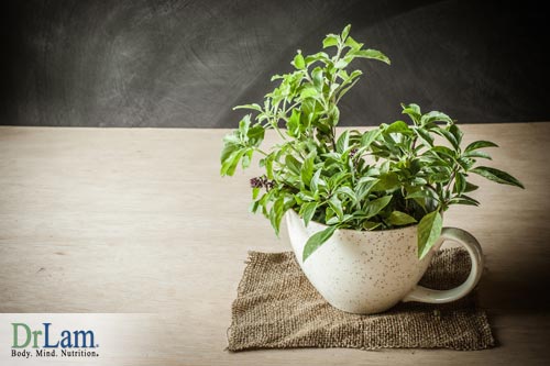 Holy basil cortisol benefits are good for the body