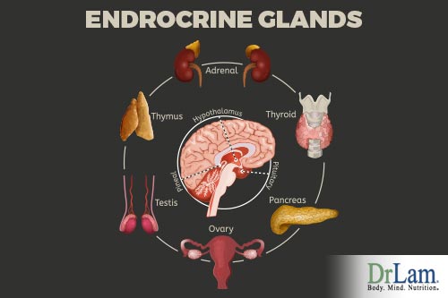 Glands and endocrine hormones