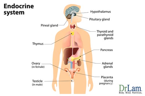 Having an understanding of the endocrine system and hormone imbalance symptoms is important when dealing with adrenal fatigue.