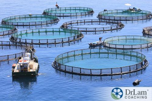 An image of fish pens in the ocean
