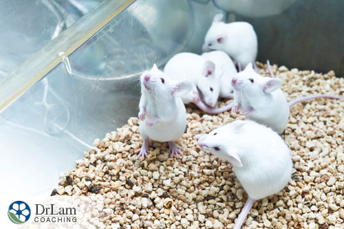 An image of six white lab mice in a cage