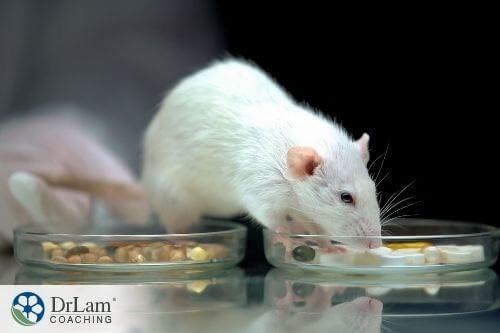 An image of a white lab mouse eating food from one of two dishes