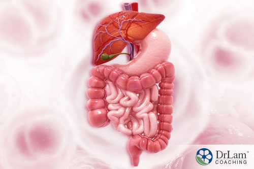 An image diagram of a digestive system