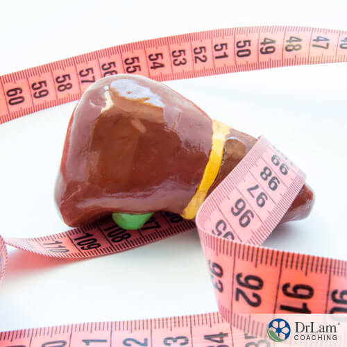 An image of a liver surrounded by measuring tape