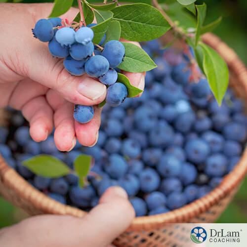 An image of someone handpicking blueberries into a basket