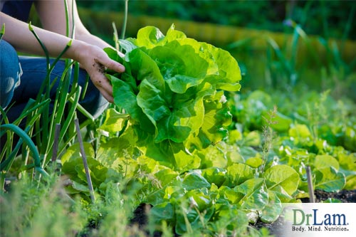 A healthy lettuce grown from rich soil including fulvic acid benefits