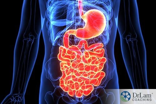 3d representation of human body digestive system