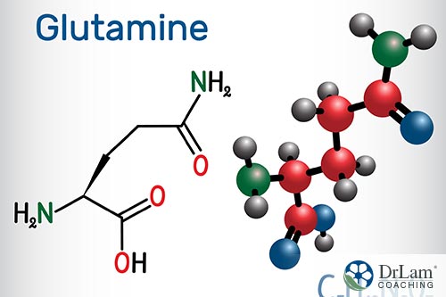 Glutamine in the body