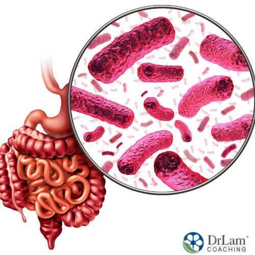 An image of the gut and bacteria in it