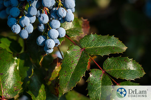 An image of Oregon grape plant with ripe blue colored berries