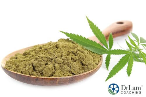 An image of hemp leaves and powder