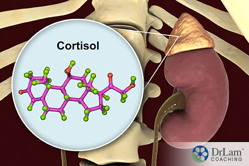 An image of a kidney and adrenal gland with a word bubble saying cortisol