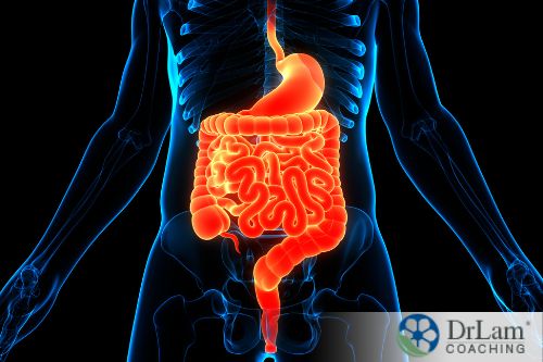 An image of the gut