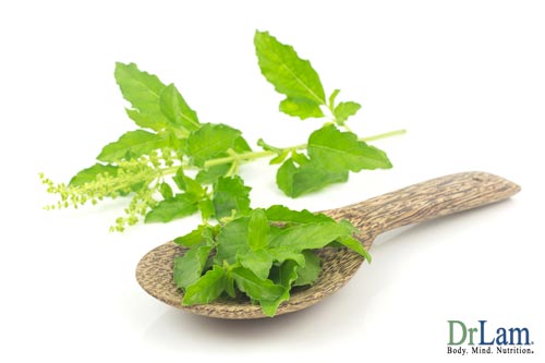 Holy basil cortisol benefits start with a simple plant.