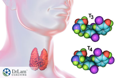 An image of a person's thyroid and the T3 and T4 hormones