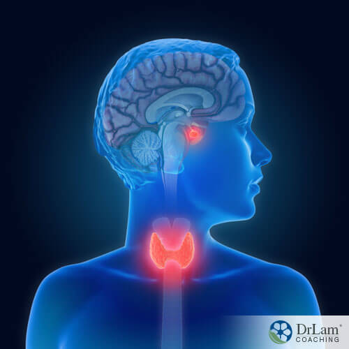 An image of a person's pituitary gland and thyroid