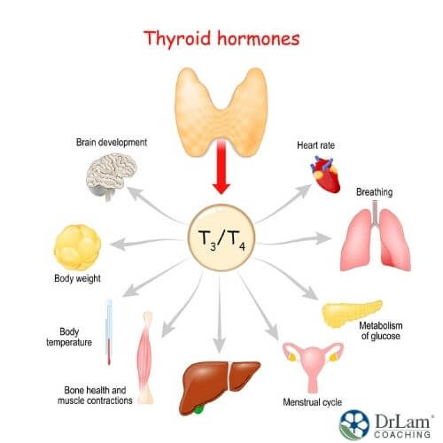 A chart of thyroid hormones function
