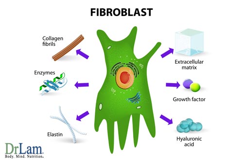 IGF-1 (Insulin Growth Factor) and Fibroblast Growth Factors.