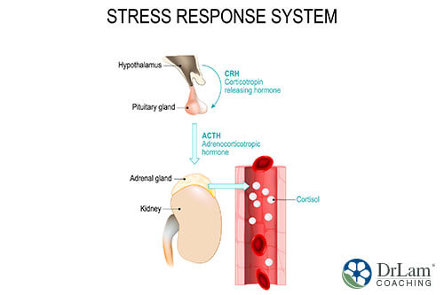 An image of the stress response system