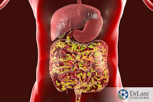 Human anatomy of liver and stomach in 3d image