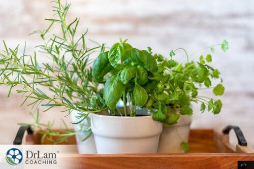 An image of potted herbs