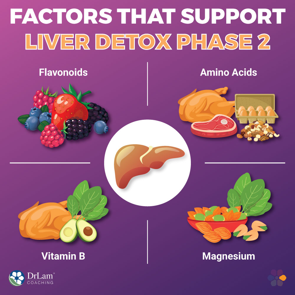 Factors that Support Liver Detox Phase 2