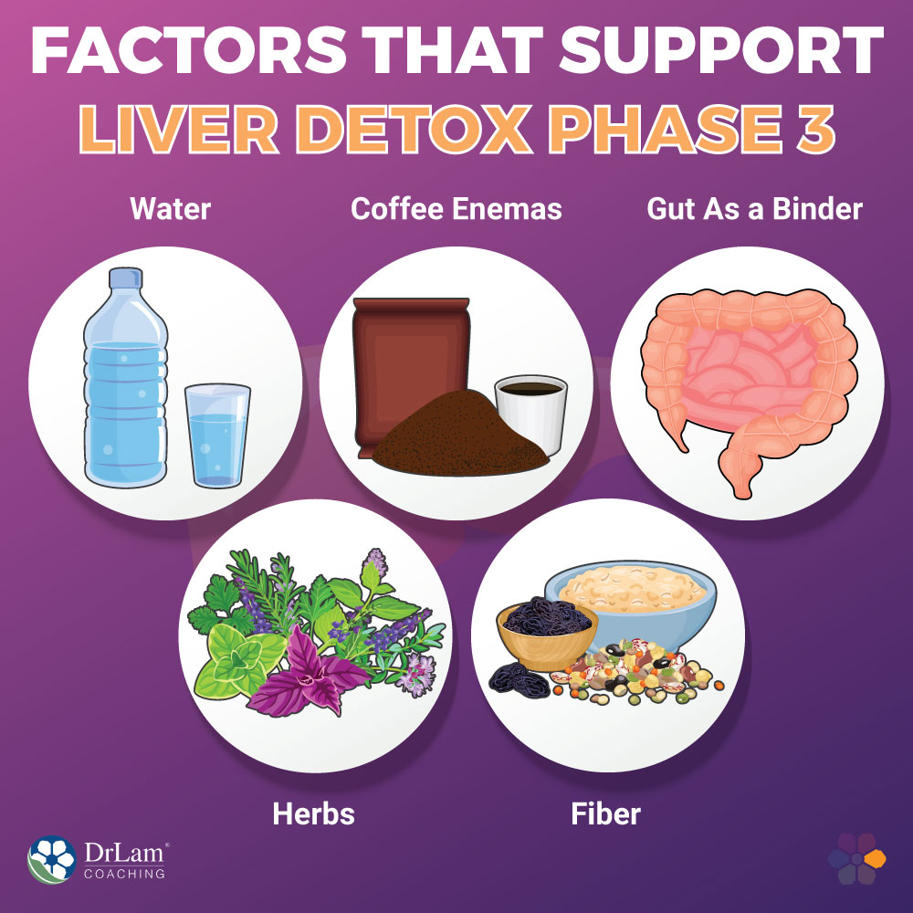 Factors that Support Liver Detox Phase 3