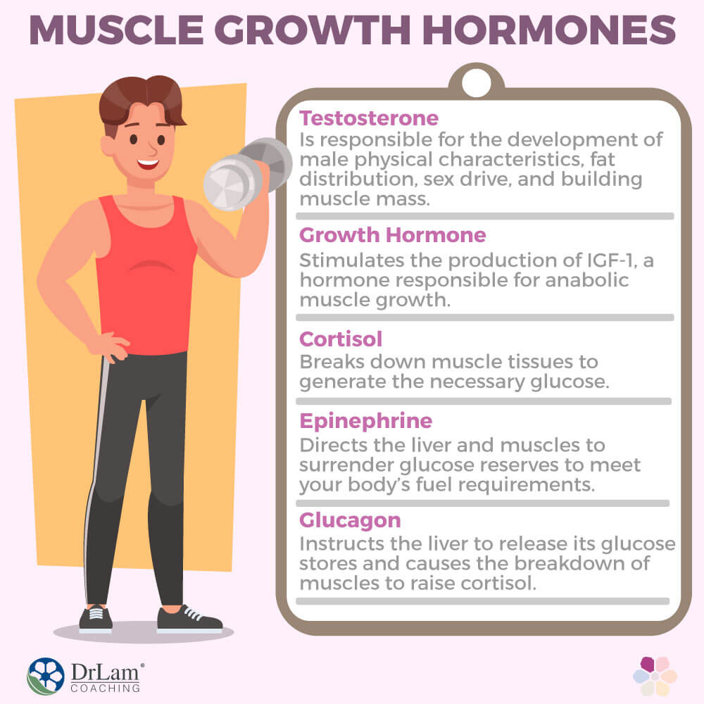 Muscle Growth Hormones