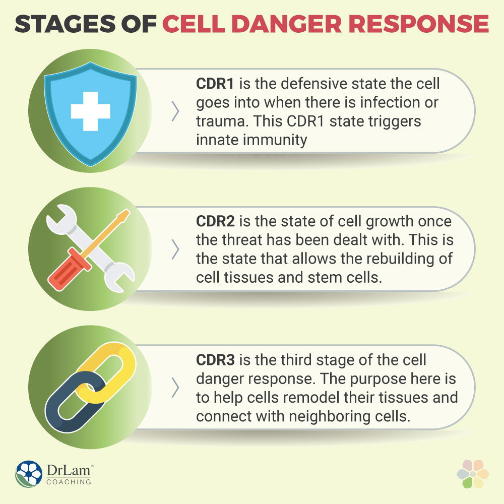 Stages of Cell Danger Response
