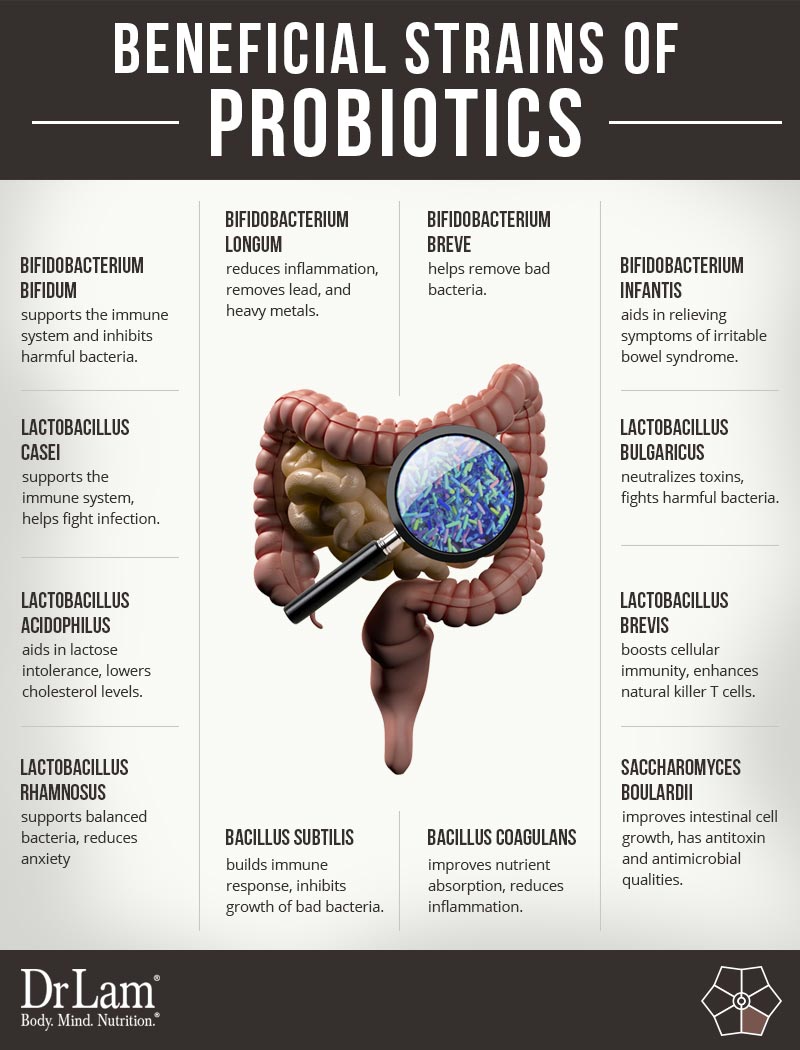 Check out this easy to understand infographic about the beneficial strains of probiotics