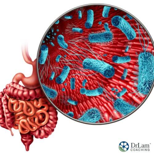 An image of the gut microbiome
