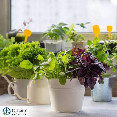 An image of potted plants