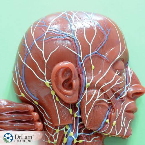 An image of the body's lymphatic system
