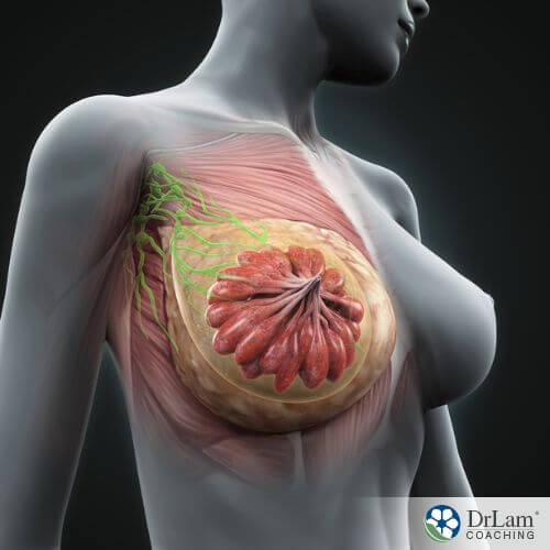 An image of a woman's breast anatomy