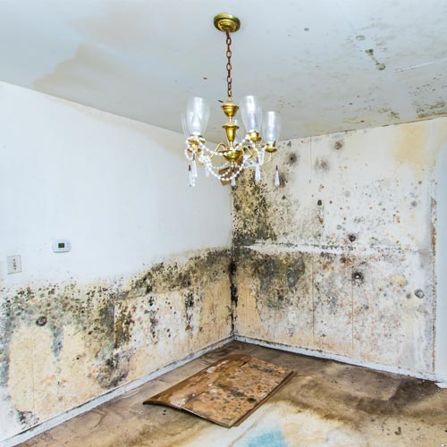 For optimal health use a natural mold removal