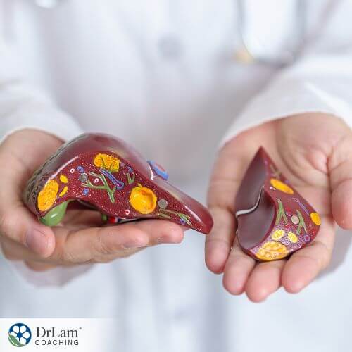 An image of liver model