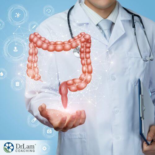 An image of a doctor holding up the large intestine