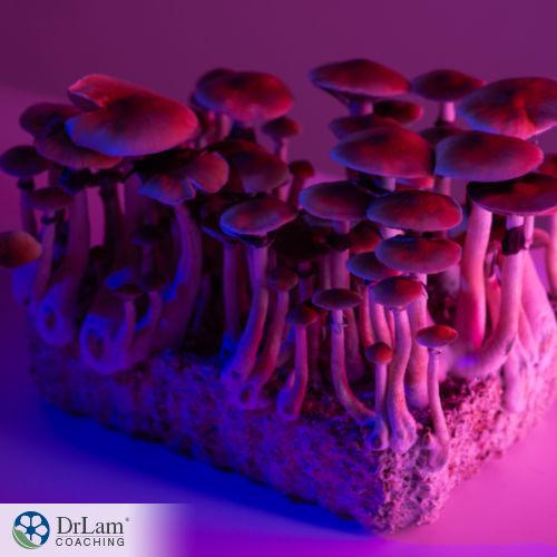 An image of mushrooms
