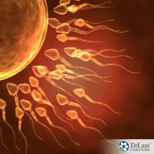 An image of sperm swimming towards an egg