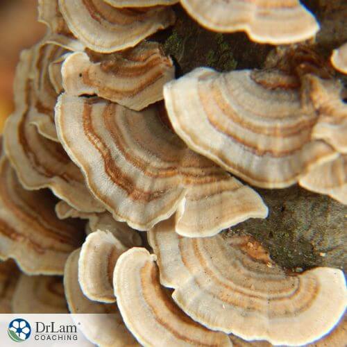 An image of Turkey Tail mushrooms