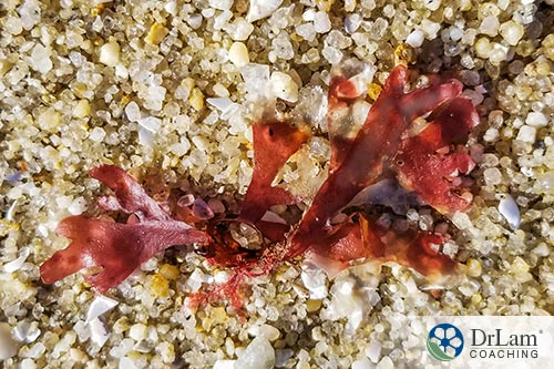 An image of red algae on sand
