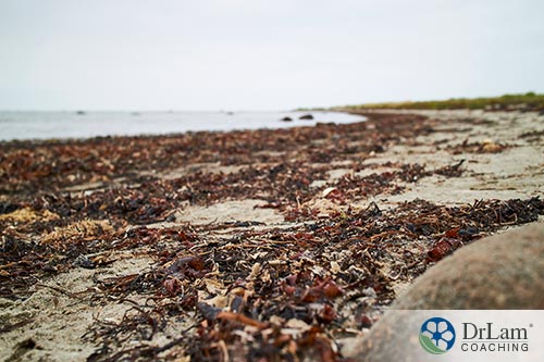 An image of a beach covered with red algae