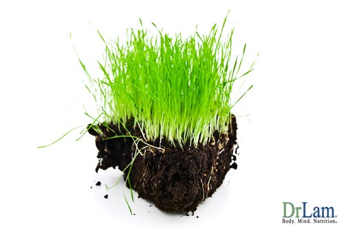 A patch of rich living soil conveying fulvic acid benefits to grass growing on it