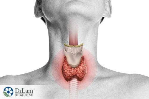 An illustration of the thyroid gland