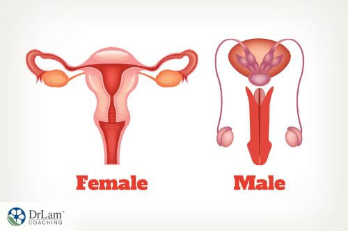 A diagram of the male and female reproductive organs