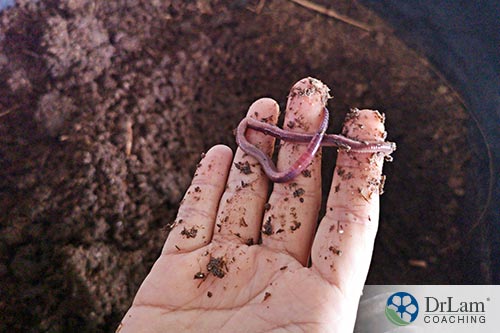 An image of someone holding an earthworm