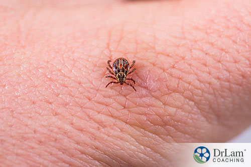 An image of a tick on a person's skin