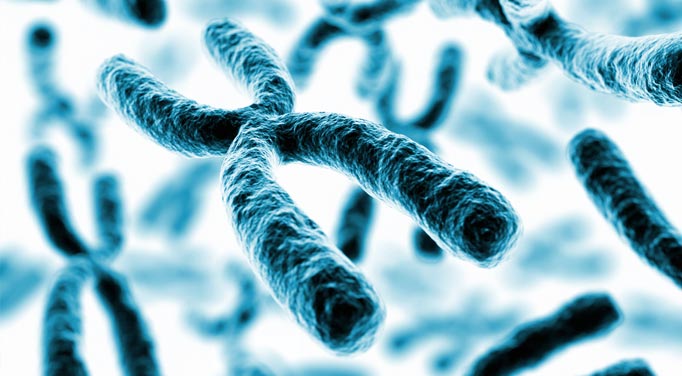 Cellular aging by shortened telomeres