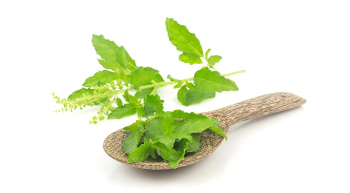 This plant helps promote Holy basil cortisol benefits.