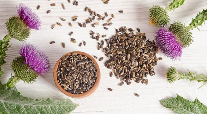 Springs of milk thistle and it seeds, a potent example of liver cleansing herbs